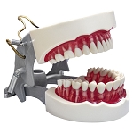 860 Upper Ivorine Epoxy Jaw